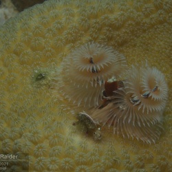 2021-Bonaire